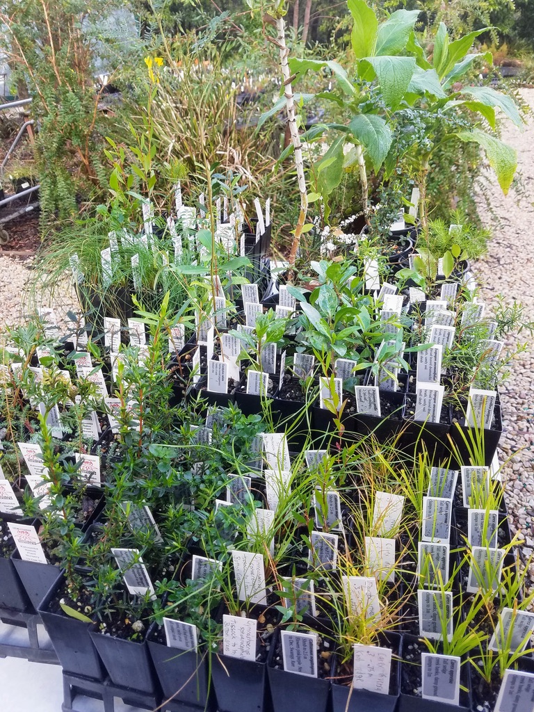 seedlings at Blue Mountains Wildplant Rescue Katoomba