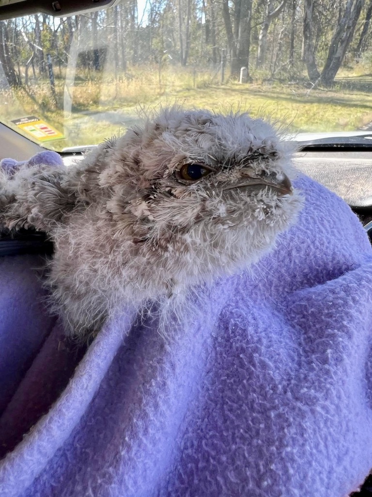 Rescuing a baby Tawny Frogmouth