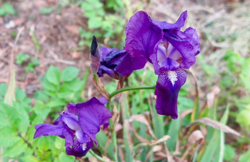 Flowers are also essential to Rowe’s garden and wellbeing.