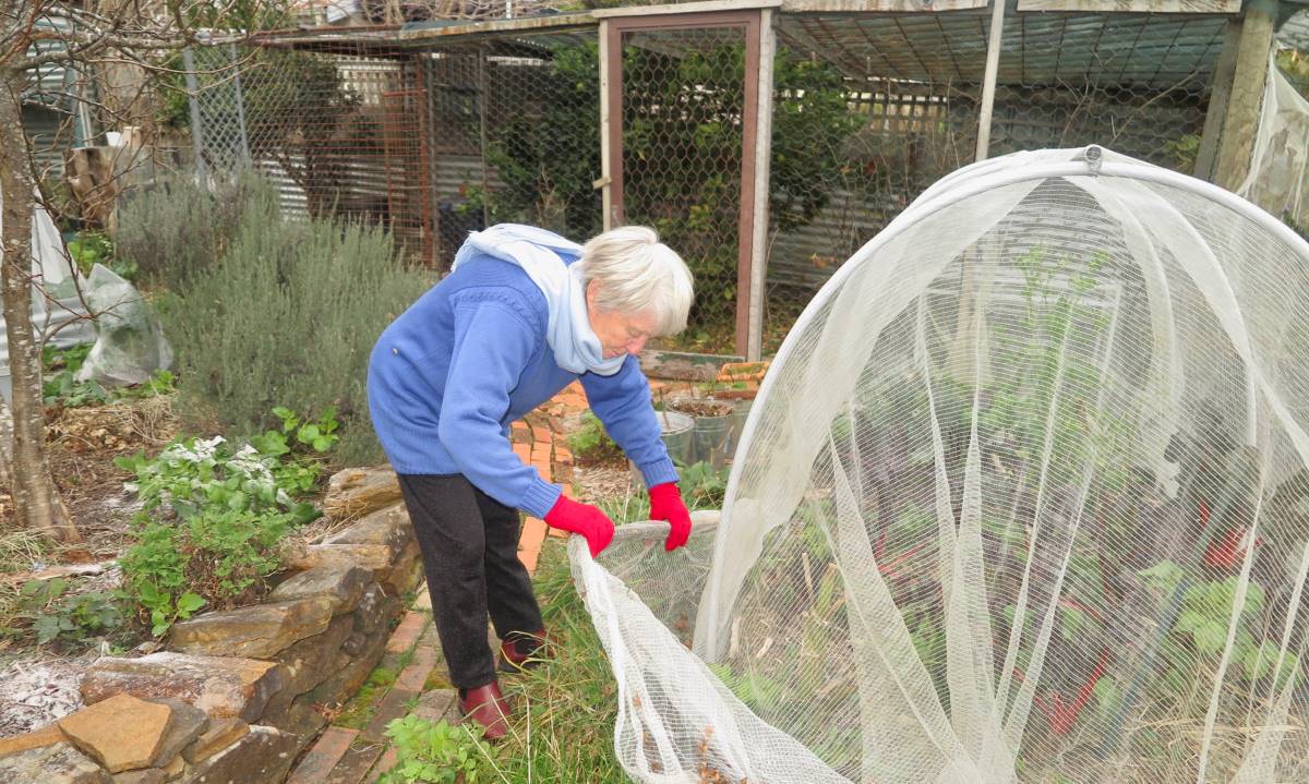 Rowe uses a long strip of wood attached to the edge of the netting on her veggie beds and raspberries