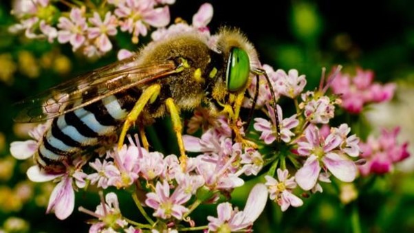 blue banded bee