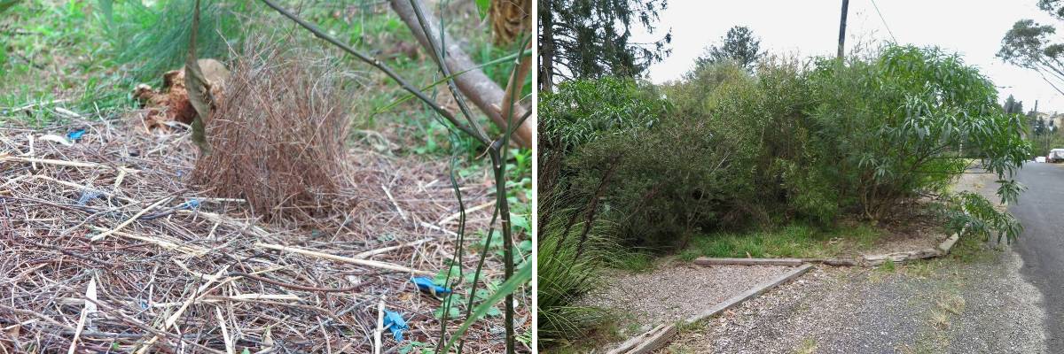 Planting native plant species within wildlife zones has brought a bower bird nest to the back of Rosemary’s property.