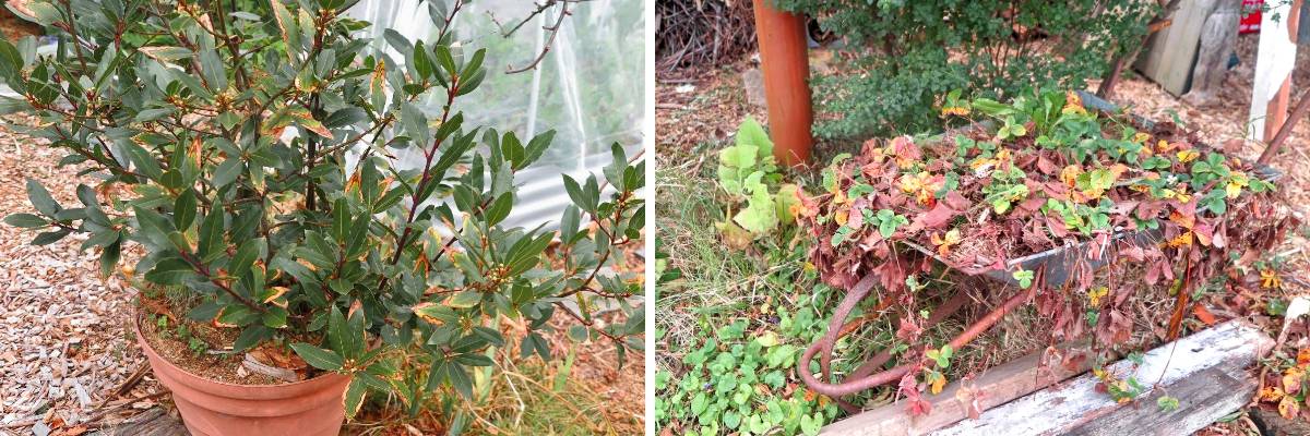 plants in rowe morrow's garden