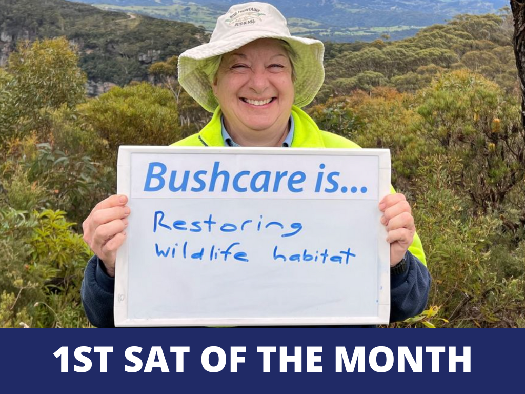 bushcare in Katoomba